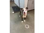 Adopt BEVERLY a Mixed Breed