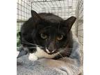 Adopt BUTTONS a Domestic Short Hair