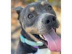 Adopt HUNCHIE a Mixed Breed