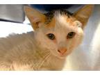 Adopt KAREN a Domestic Short Hair