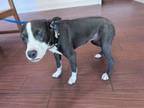 Adopt GUAVA a Pit Bull Terrier