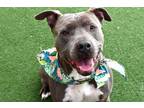 Adopt AMBER a American Staffordshire Terrier, Mixed Breed
