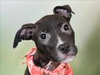 Adopt NANNA a American Staffordshire Terrier, Mixed Breed