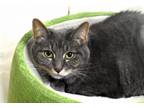 Adopt SWEETIE a Domestic Short Hair