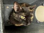 Adopt PETUNIA a Domestic Short Hair