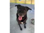 Adopt KYAH a Labrador Retriever, Mixed Breed