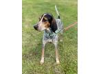 Adopt MARGE a Bluetick Coonhound