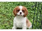 Cavalier King Charles Spaniel Puppy for sale in Tulsa, OK, USA