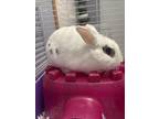 Adopt ELSIE a Bunny Rabbit