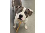 Adopt Shannon a Catahoula Leopard Dog, Terrier