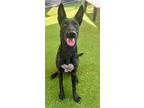 Adopt JEWEL a Dutch Shepherd