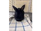 Adopt WAFFLE a Bunny Rabbit