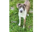 Adopt LINDA a Pit Bull Terrier, Mixed Breed