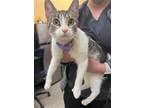 Adopt KIM a Domestic Short Hair