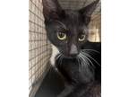 Adopt CUPCAKE a Domestic Short Hair