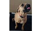 Adopt penny a Mixed Breed