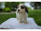 Cavapoo Puppy for sale in Fort Wayne, IN, USA