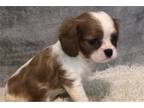 Cavalier King Charles Spaniel Puppy for sale in Springfield, MO, USA