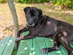 Adopt MINK a Labrador Retriever, Mixed Breed