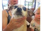 Adopt SARA a Pug, Parson Russell Terrier