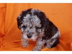 Aussiedoodle Puppy for sale in Fort Smith, AR, USA