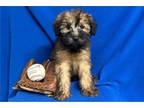Soft Coated Wheaten Terrier Puppy for sale in Springfield, MO, USA