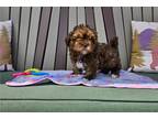 Shih-Poo Puppy for sale in Fort Wayne, IN, USA
