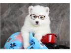 Samoyed Puppy for sale in Fort Wayne, IN, USA