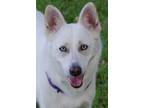 Adopt Alaska a Husky, Corgi