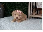 Cavapoo Puppy for sale in Springfield, MO, USA