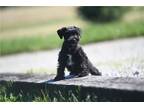 Mutt Puppy for sale in Richmond, IN, USA