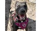 Adopt Mercedes "Tootie 23967 a Pit Bull Terrier