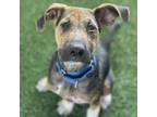 Adopt Zep a Hound