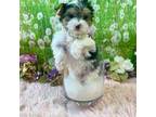 Maltese Puppy for sale in Stantonville, TN, USA
