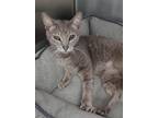 Adopt Angelica a Domestic Short Hair, Tabby