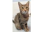 Adopt Dotty a Egyptian Mau, Tabby