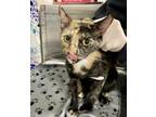 Adopt INDI a Domestic Short Hair