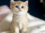 Golden British Shorthair Kitten