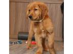 Golden Retriever Puppy for sale in Vallejo, CA, USA