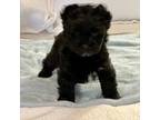 Yorkshire Terrier Puppy for sale in Ramseur, NC, USA