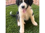 Mutt Puppy for sale in Gilbert, AZ, USA