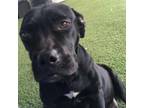 Adopt Ada a Black Labrador Retriever, Mixed Breed