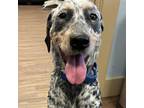 Adopt Hot Peppers a German Shorthaired Pointer