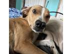 Adopt Tippy a Black Mouth Cur, Mixed Breed