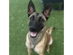 Adopt Dakota a Belgian Shepherd / Malinois