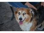 Adopt Rosie a Australian Shepherd