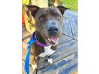 Adopt Daisy Belle a Shar-Pei, Mixed Breed