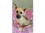 Adopt Fran a German Shepherd Dog, Mixed Breed