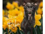 Adopt Reba a Yorkshire Terrier, Mixed Breed