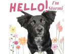 Adopt Stormi a Collie, Mixed Breed